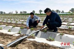甘肃民勤以节水“减法”撬动大漠农业“加法”